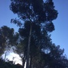 Talar un pino