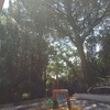 Poda de arboles