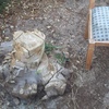 Retirar tocón (base árbol)