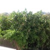 Podar un árbol ,ficus