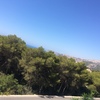 Tala de pinos de una parcela de 2.400m2