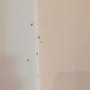 Fumigar pareado en majadahonda