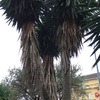Poda de troncos de palmera