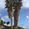 Limpieza de palmeras