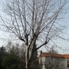 Poda de arbol normal