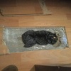 Parquet