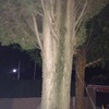 Talar árbol de 5 o más metros de altura