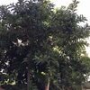 Poda de dos árboles