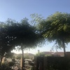 Fumigación o Desinsectación