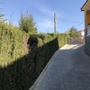 Talar árboles
