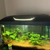 Tapa de cristal para un acuario de 60 cm
