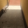 Alicatar / Solar