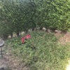 Hacer puesta a punto de jardín