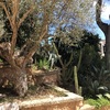 Hacer puesta a punto de jardín