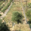 Desbrozar Jardín
