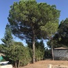 Talar árboles