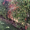 Mantener Jardín