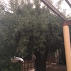 Mantener Jardín