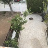 Plantar Cesped