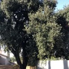 Talar árboles