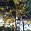 Talar árboles