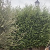 Mantener Jardín