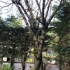 Talar árboles