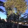 Mantener Jardín