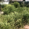 Desbrozar Jardín