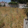 Desbrozar Jardín