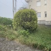 Talar árboles