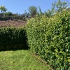 Mantener Jardín