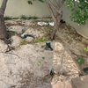 Hacer puesta a punto de jardín