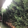 Mantener Jardín