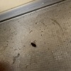 Fumigación o Desinsectación