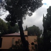 Talar 1pino,y podar 3 en torrelodones