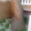 Quitar árbol de un jardín