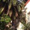 Podar gran palmera en bilbao