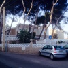 Limpieza pinos en chalet