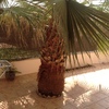 Arrancar palmera