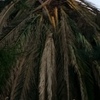 Sacar una palmera