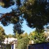 Podar y tirar arbor