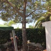 Arrancar pino y palmera