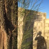 Talar árbol 10m