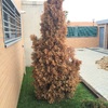 Cortar árbol en arroyomolinos