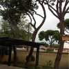 Tala de pinos