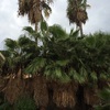 Podar 10 palmeras whasingtonia