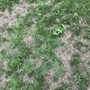 Plantar Cesped