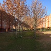 Podar 22 árboles de 6m