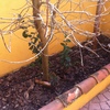Poda de árboles y rosales